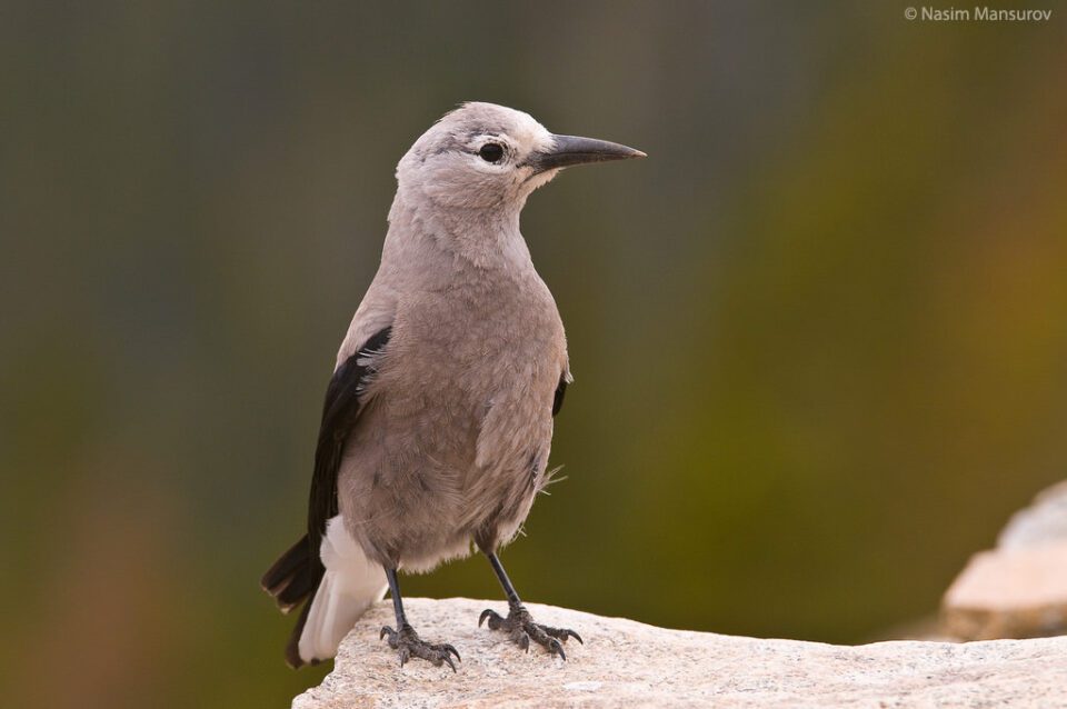 Clark's Nutcracker