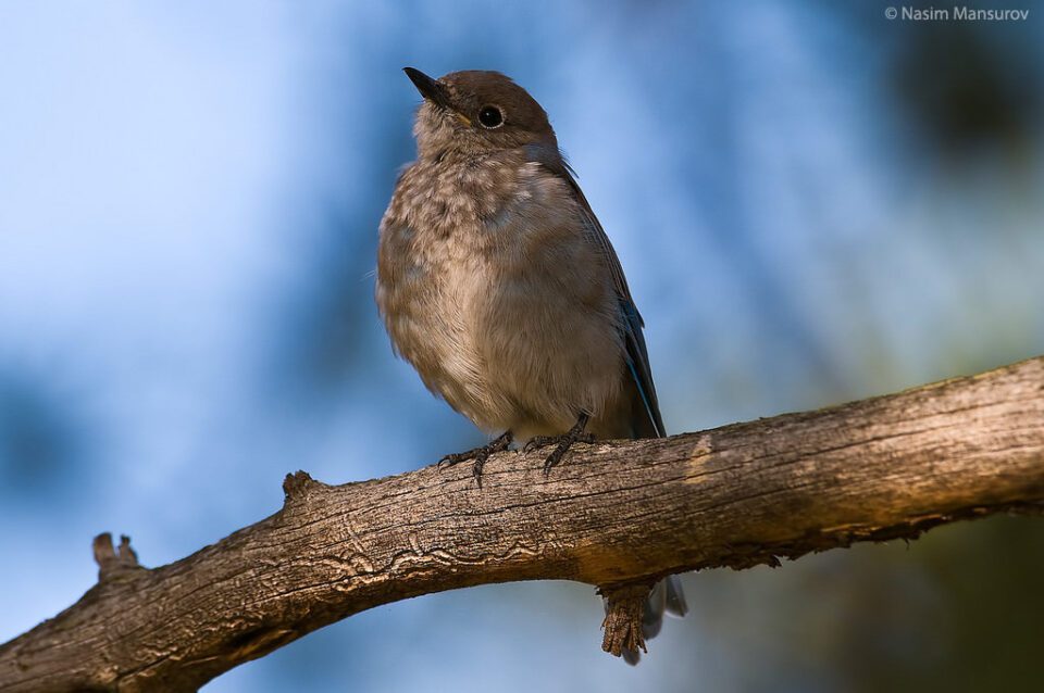 Souris bleue femelle de montagne