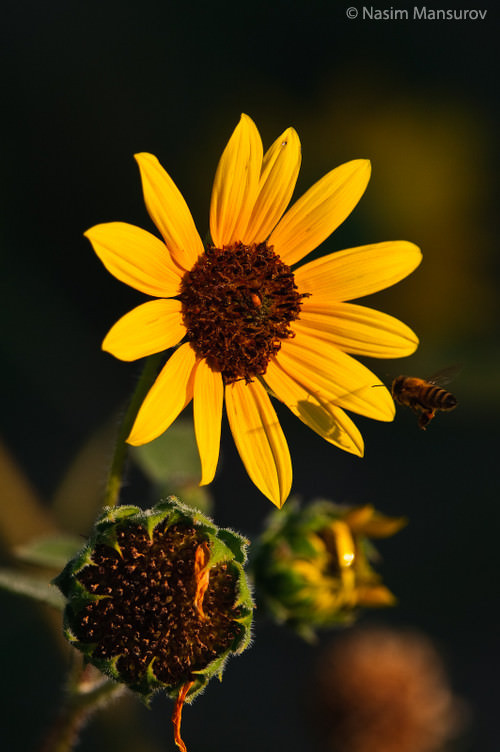 Flower with a bee