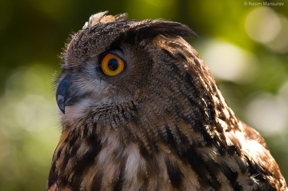 Cómo fotografiar pájaros - Búho Real