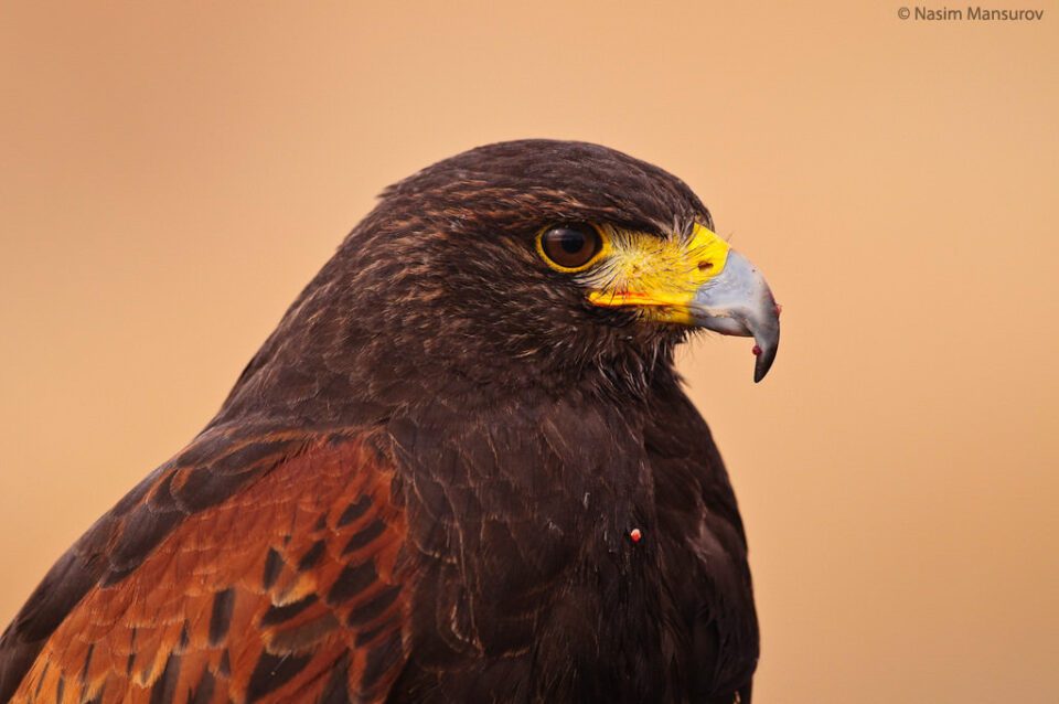 Harris's Hawk depois do almoço