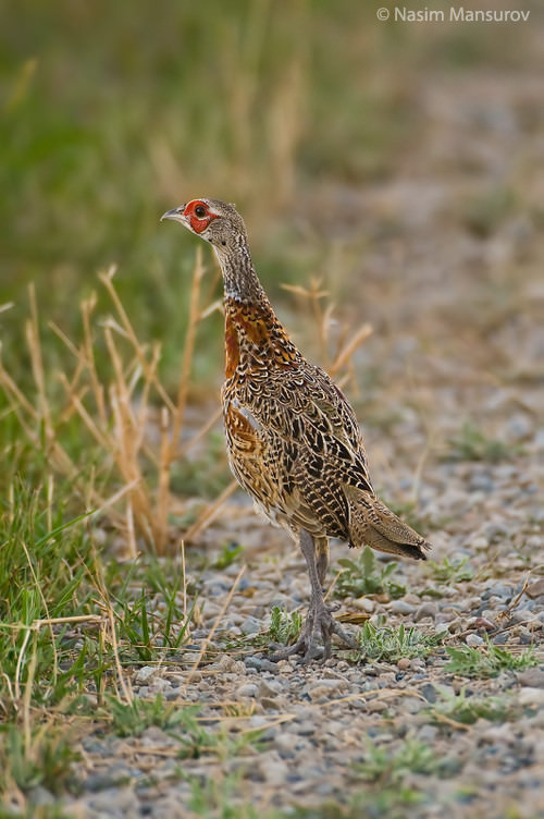 Juvenile Common Pheasant