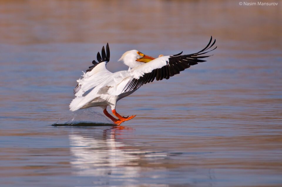 Pelican Landing