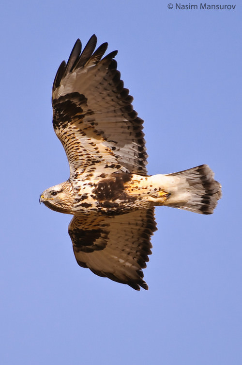 Rough-Legged Hawk