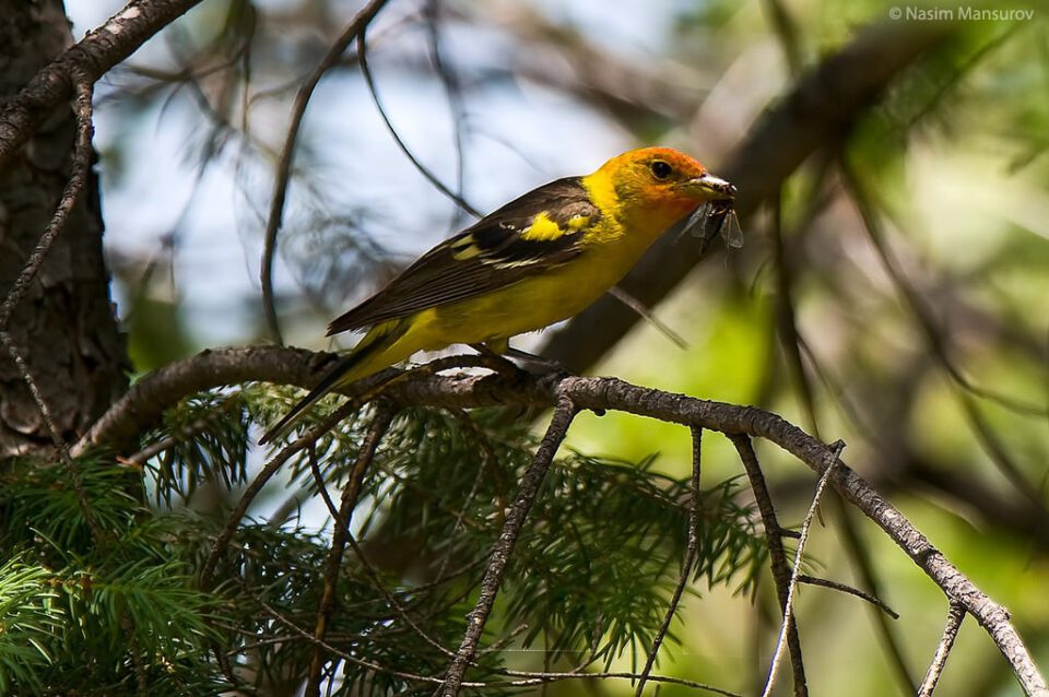 Western Tenager with a catch