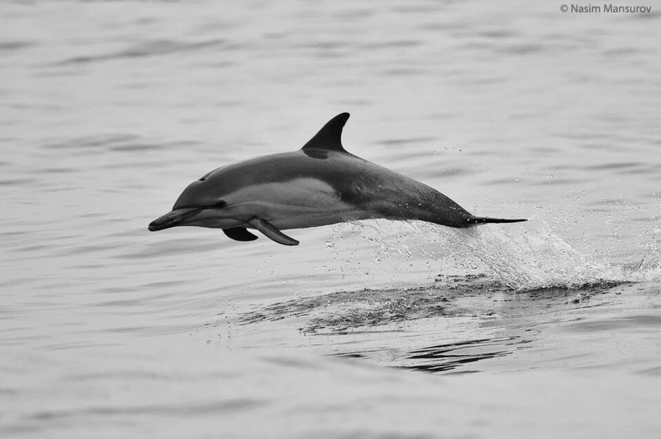 Common Dolphin Jump