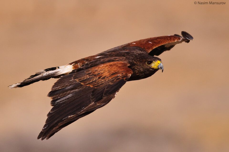 Harris's Hawk in Flight