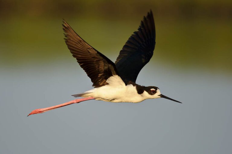 Florida Birding Near Orlando