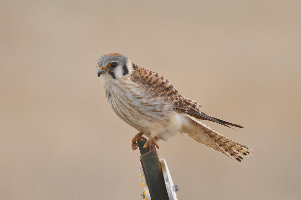 Birds of Prey: How to Find and Photograph Raptors - Nature TTL