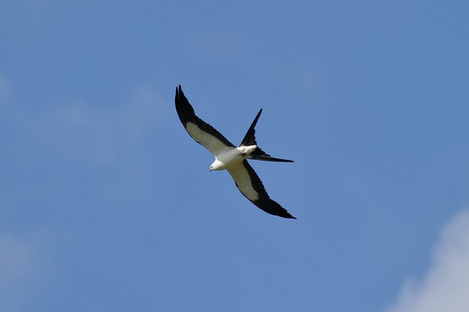 Kite in Flight