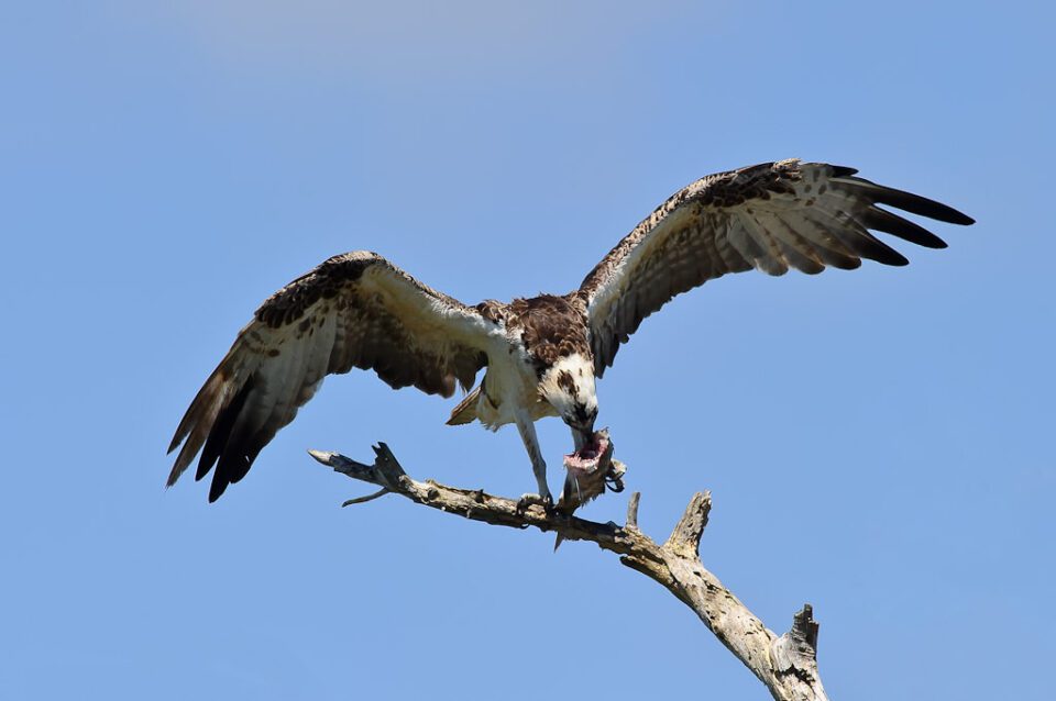 Osprey Eating Fish
