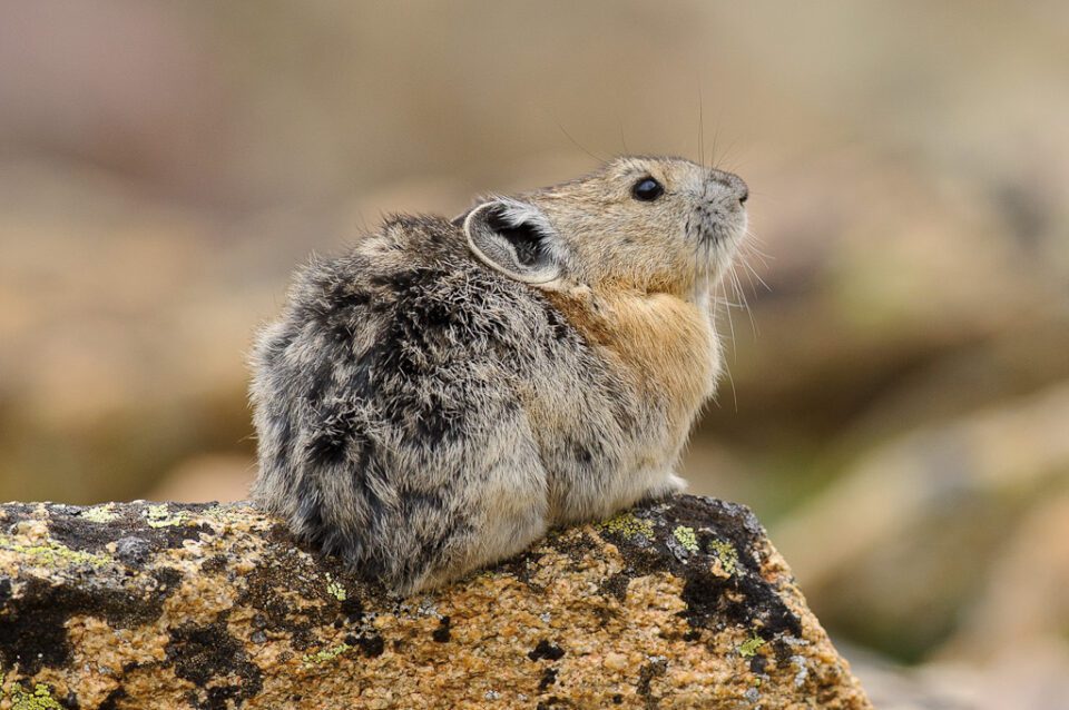 Mountain Pika Mountain Pika