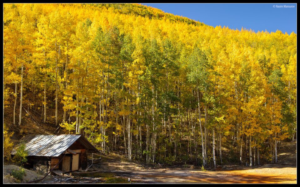 Aspens with Abandoned House