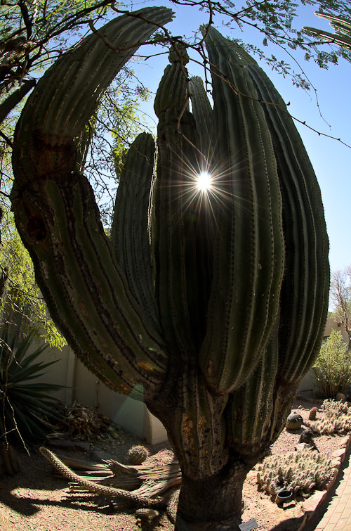 Gigantic Cactus