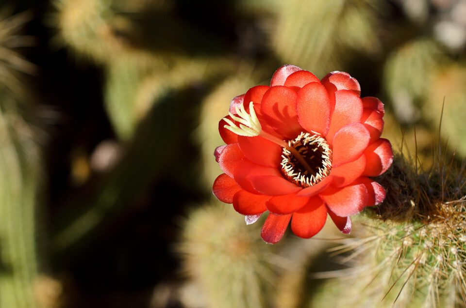 Red Cactus Flower
