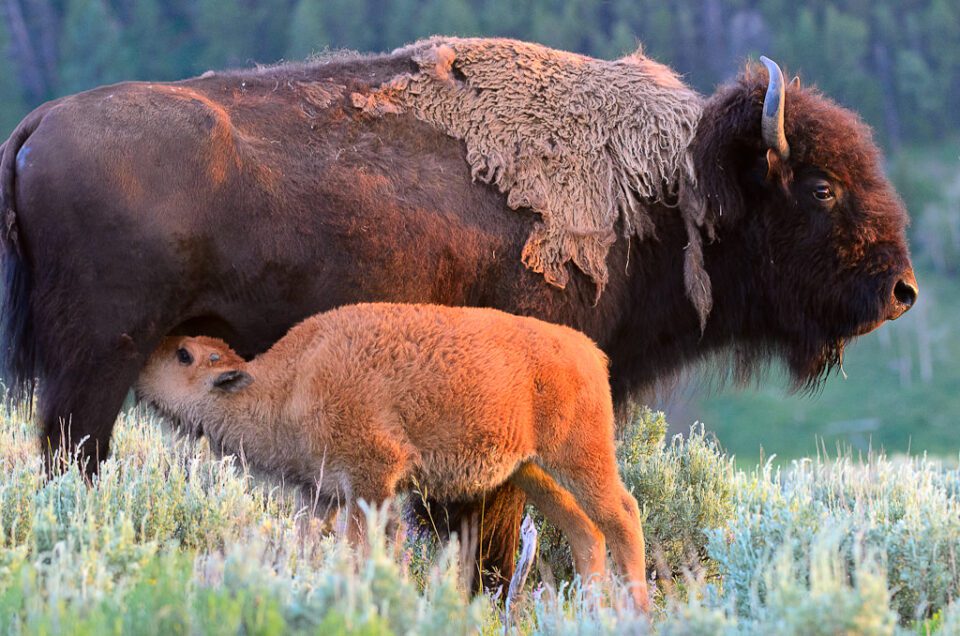 Bison Baby