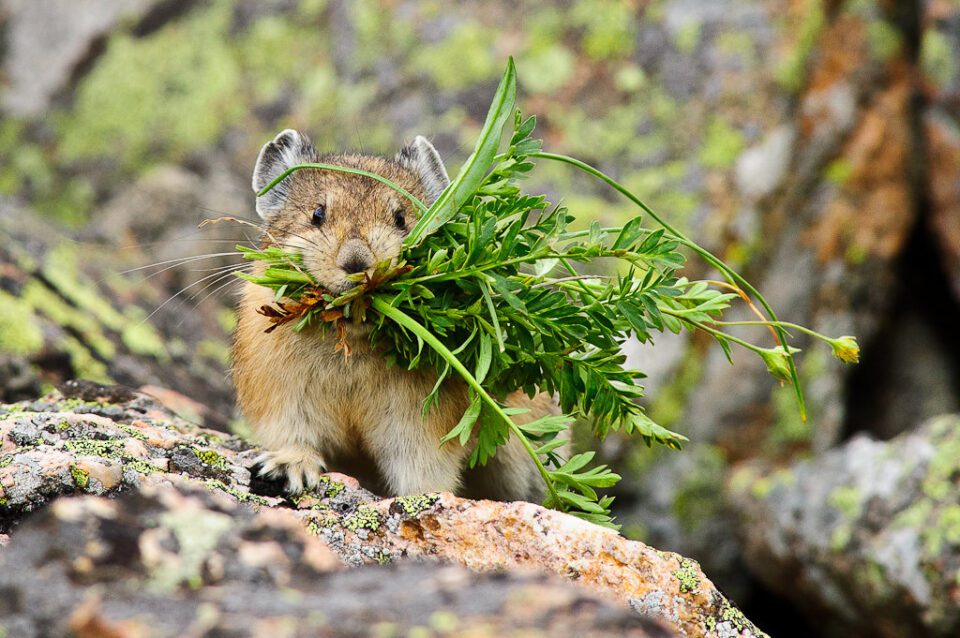 Mountain Pika captured with a 300mm f/2.8G VR II lens