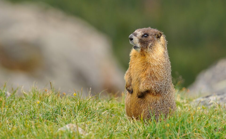 Marmot standing up on legs