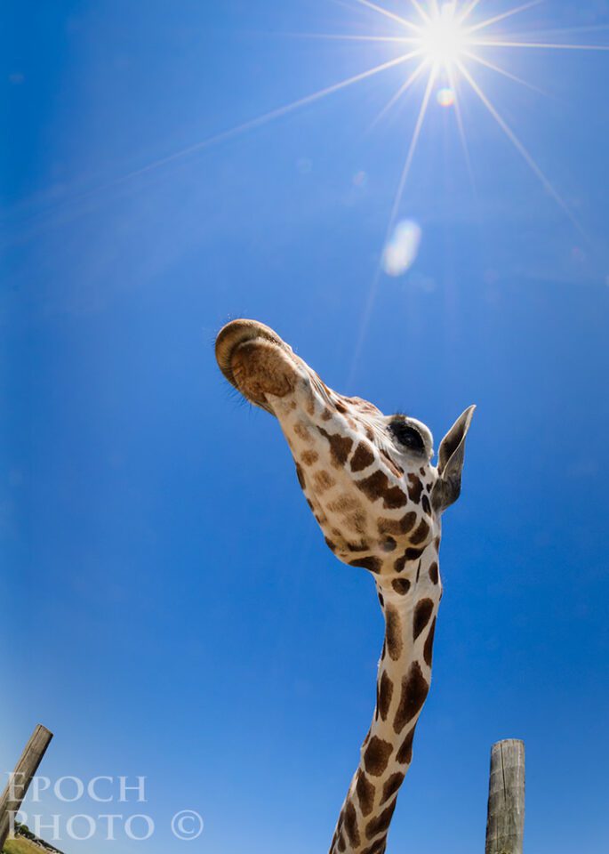 Giraffe3