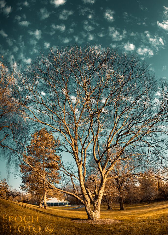Tree-&-Clouds