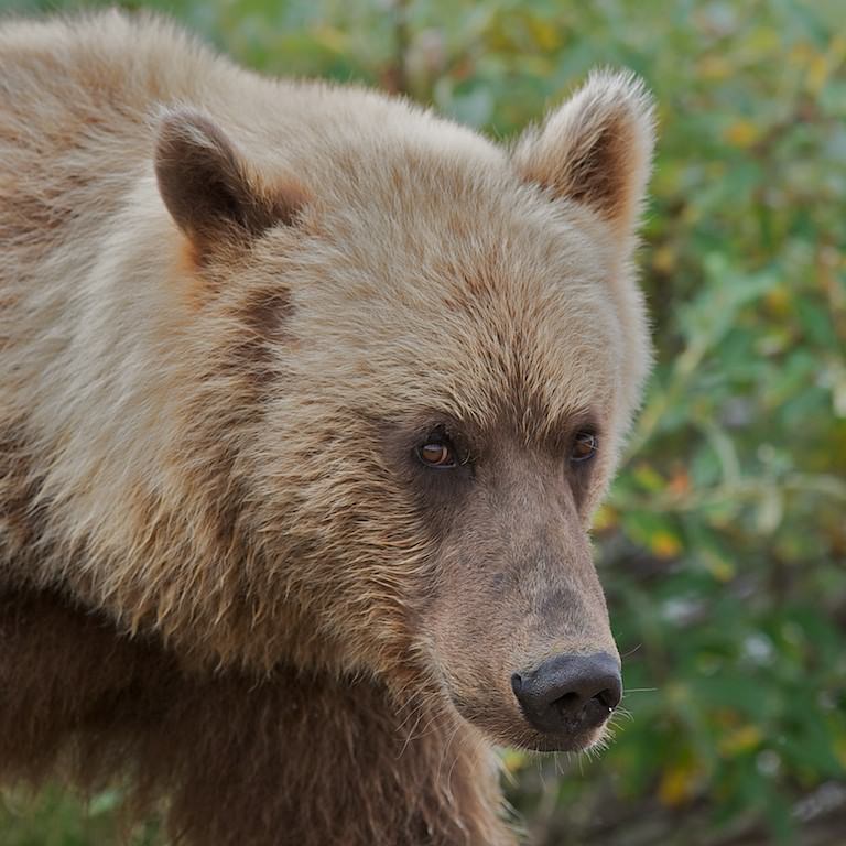 bears clothing near me