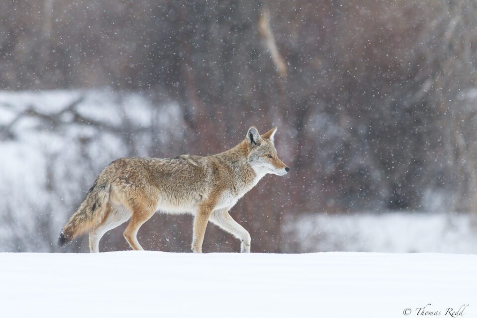 Coyote Stroll in the Snow