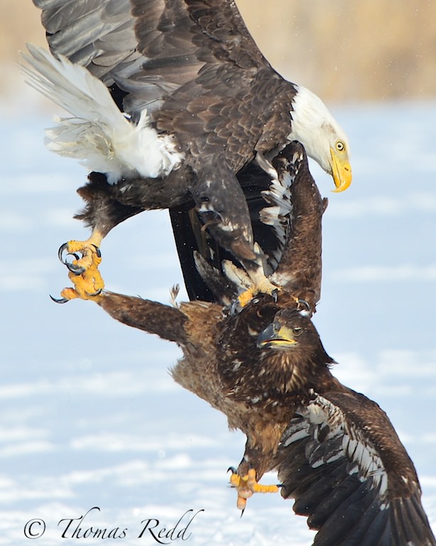 Fighting Eagles