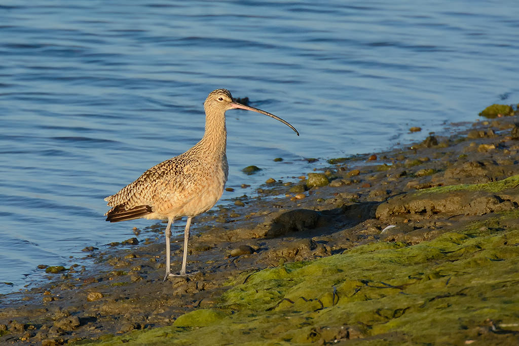 Nikon D7100 - デジタルカメラ