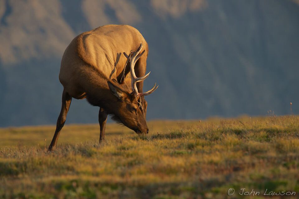 Elk #1