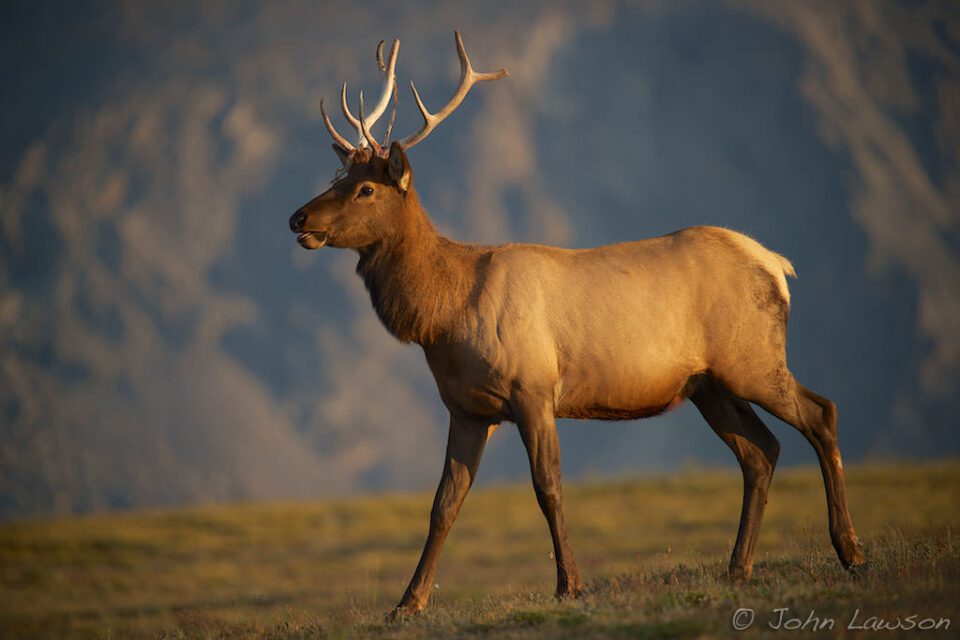 Elk #2