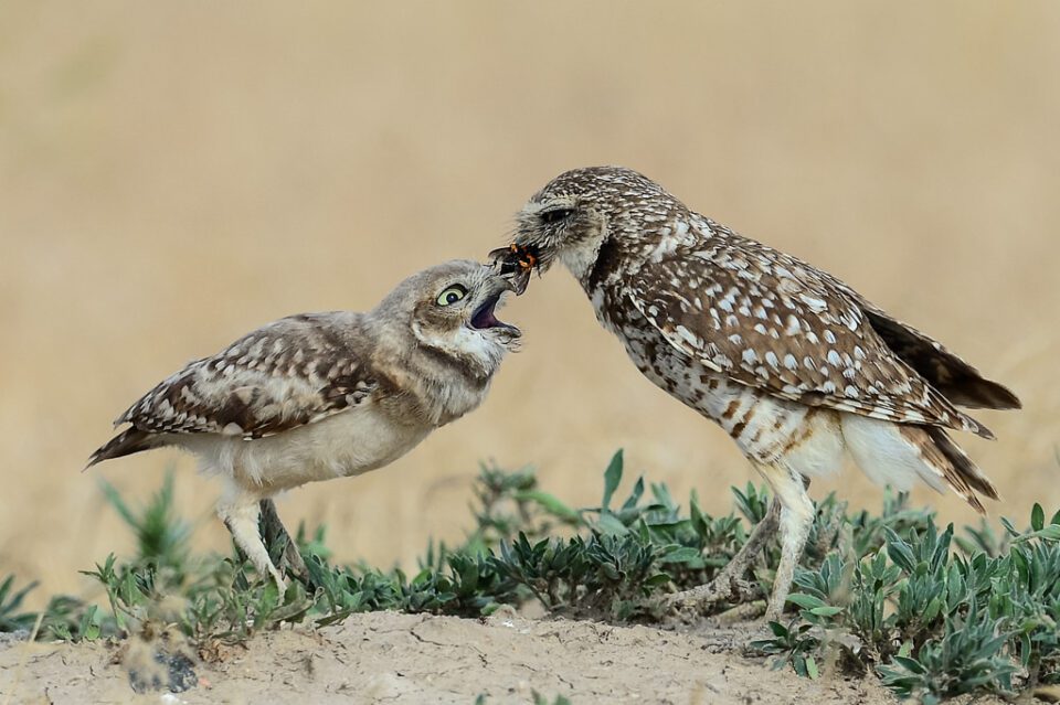 Burrowing Owl Feeding Chick