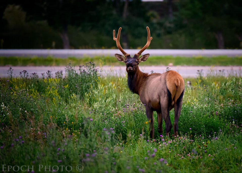 Canmore_Elk