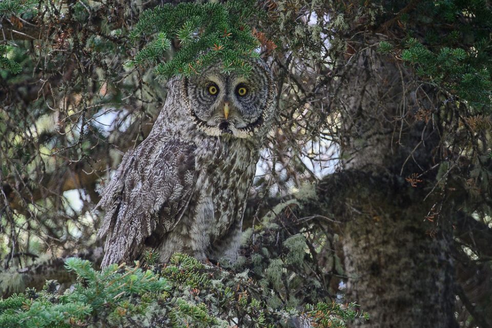 Gray Owl Hiding