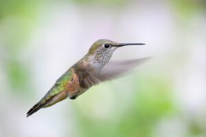 Hummingbird in Flight #2