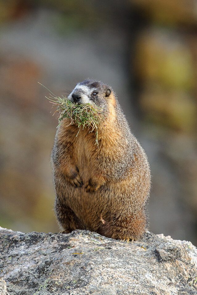 Marmot with Grass #1