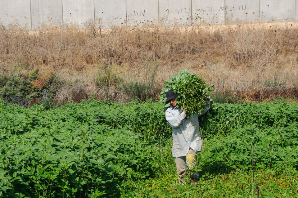 Documenting Palestine in Photographs © Gary Fields 23