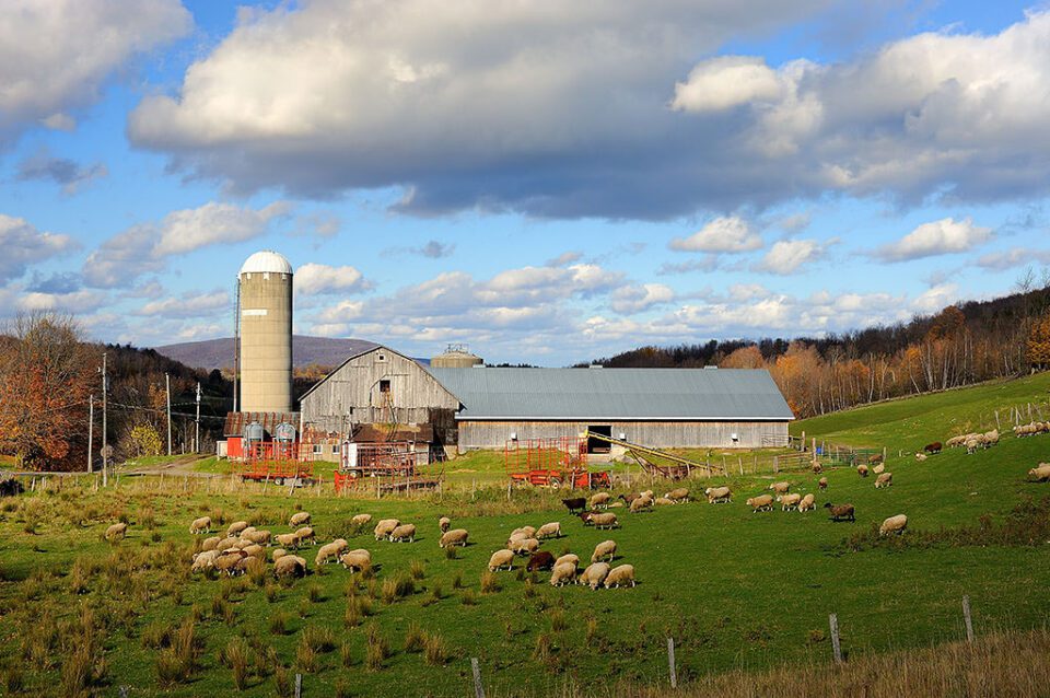 Sheep farm at Iron Hill in the Eastern Township @ f/8
