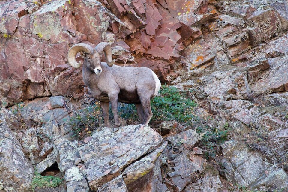  Big Horn Ram 