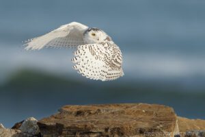 Snowy Owl Launching from Rock