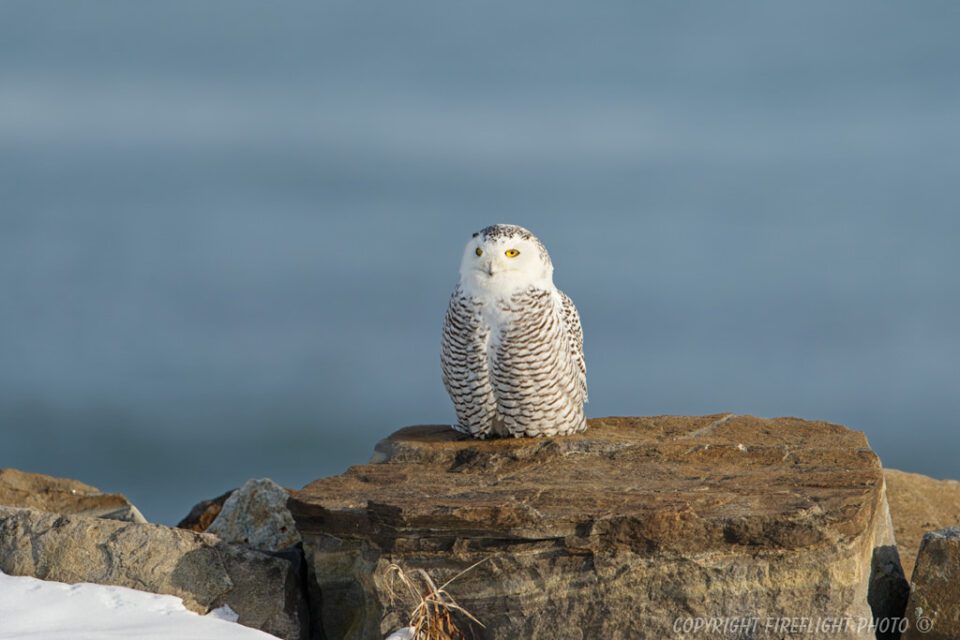 Snowy Owl Photography Life Article #2