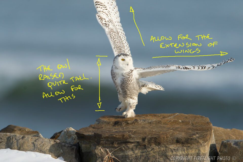 Snowy Owl Photography Life Article #4