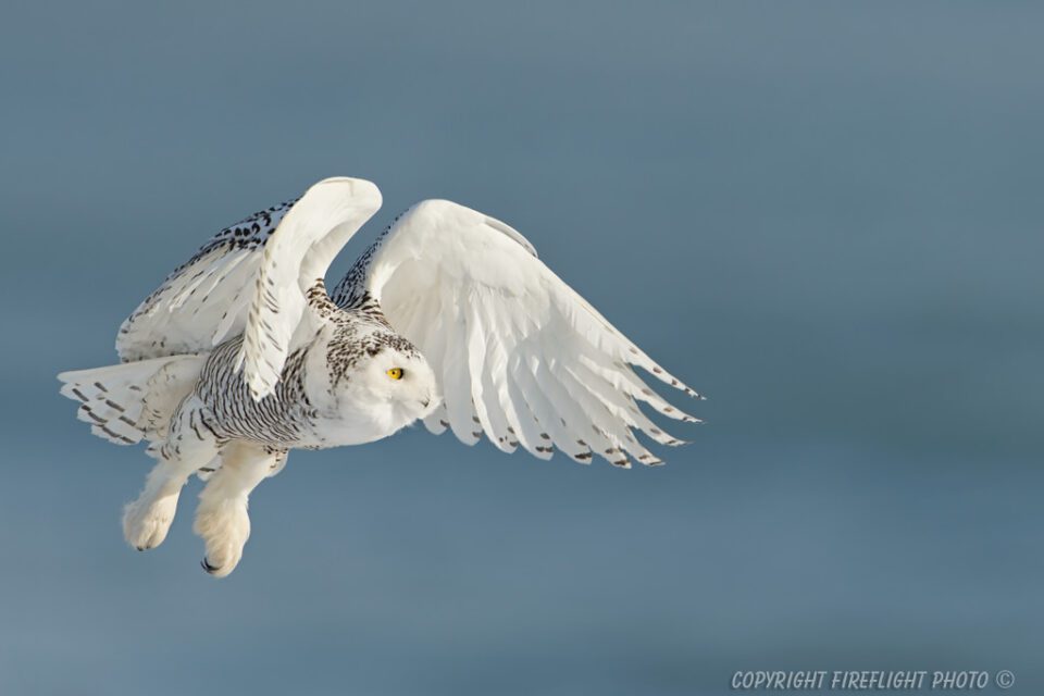 Snowy Owl In Flight Sea Behind
