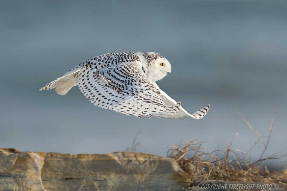 Snowy Owl Photography Life Article #7