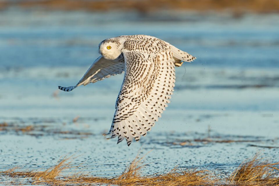 Snowy Owl Hunting in Marsh