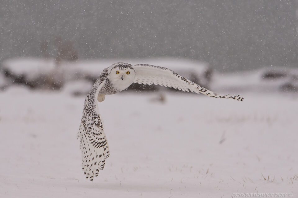 Snowy Owl Flying in Snow Storm