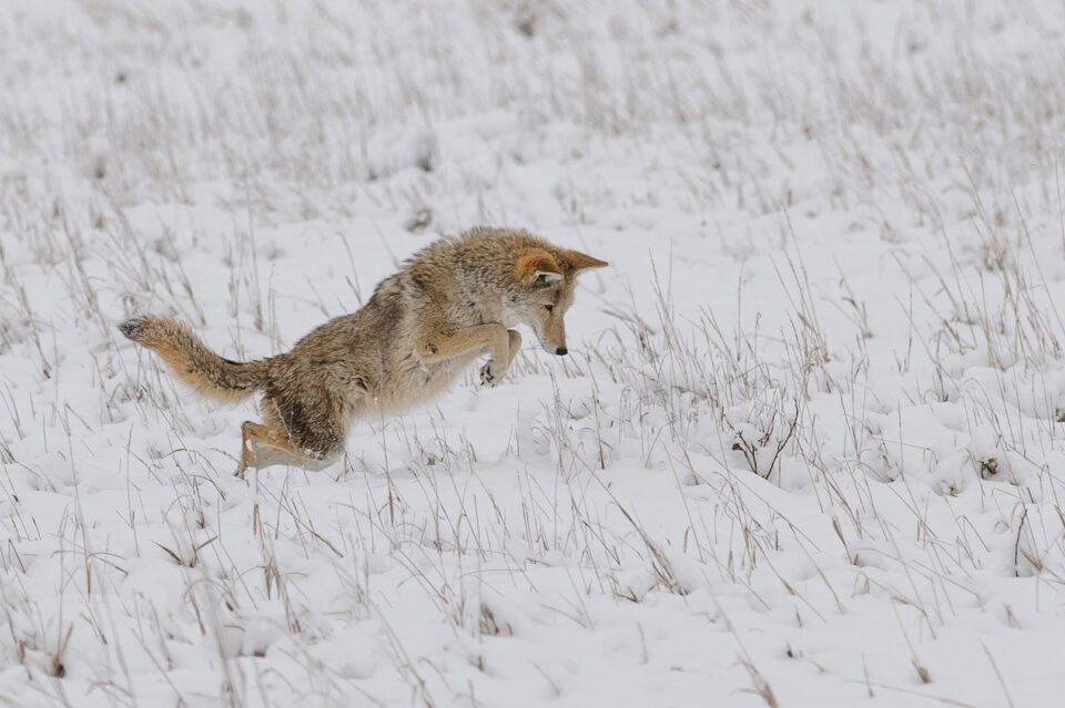 Coyote Hunting Jump