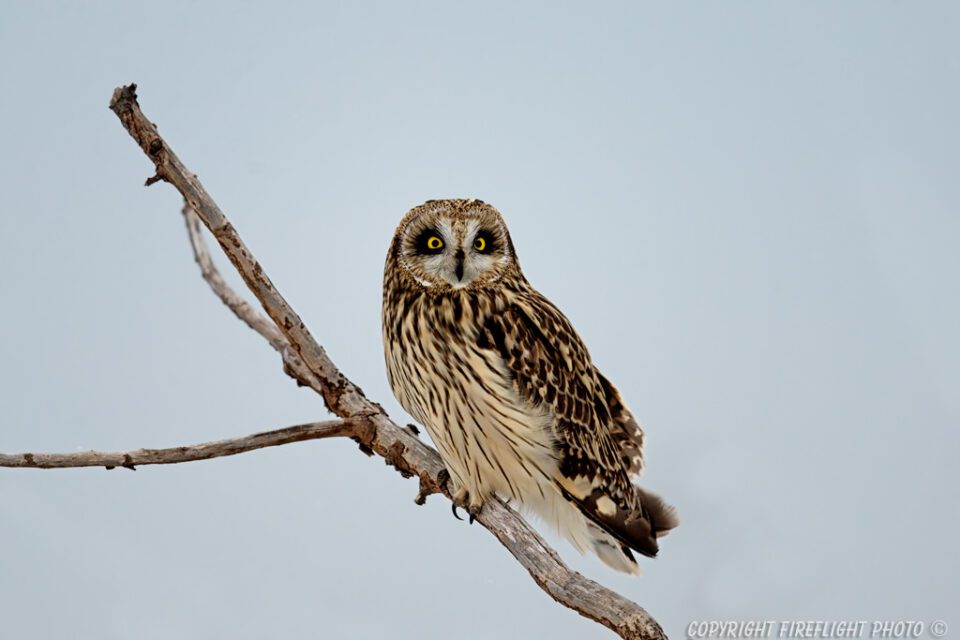 Short-eared Owl in Snag Short-eared Owl in Snag