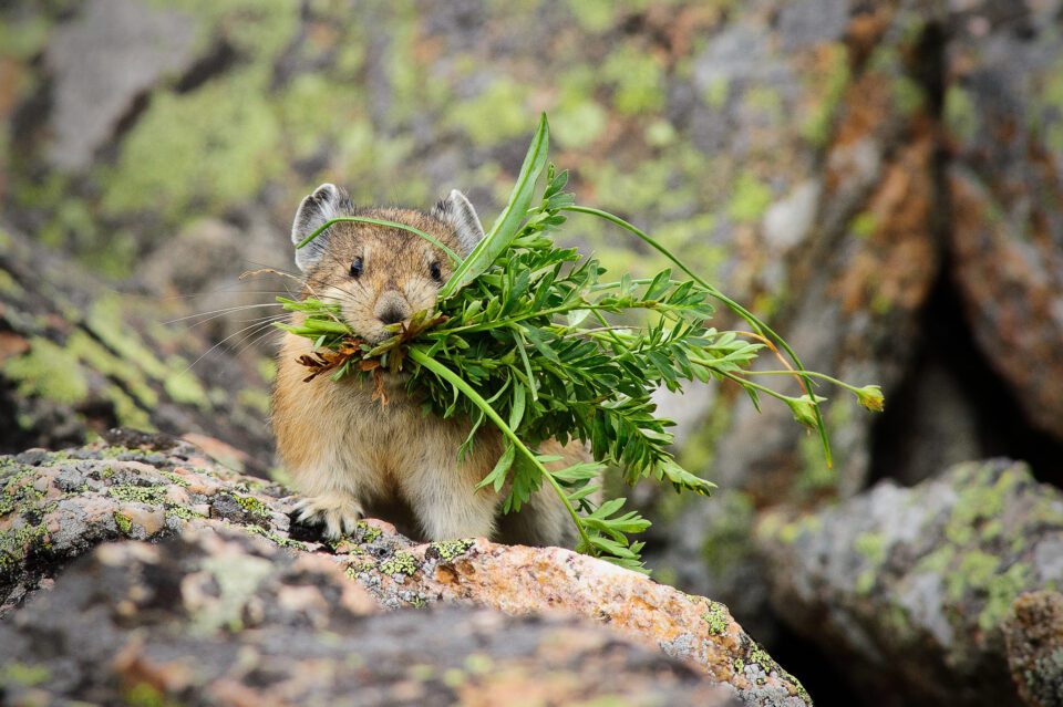 Pika with Grass Front