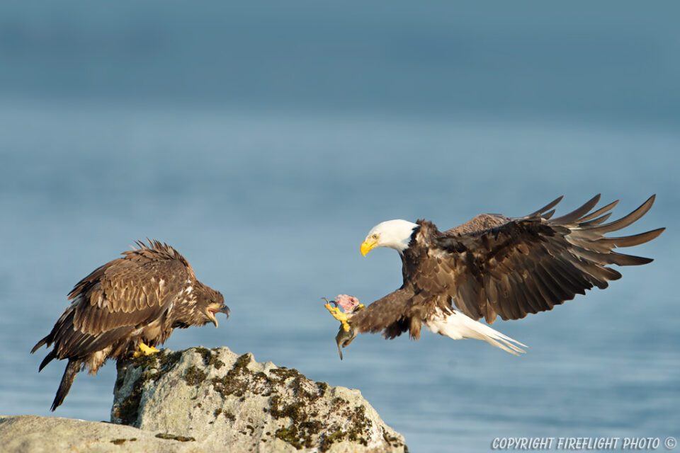 Bald Eagle bringing food to Immature Eaglet