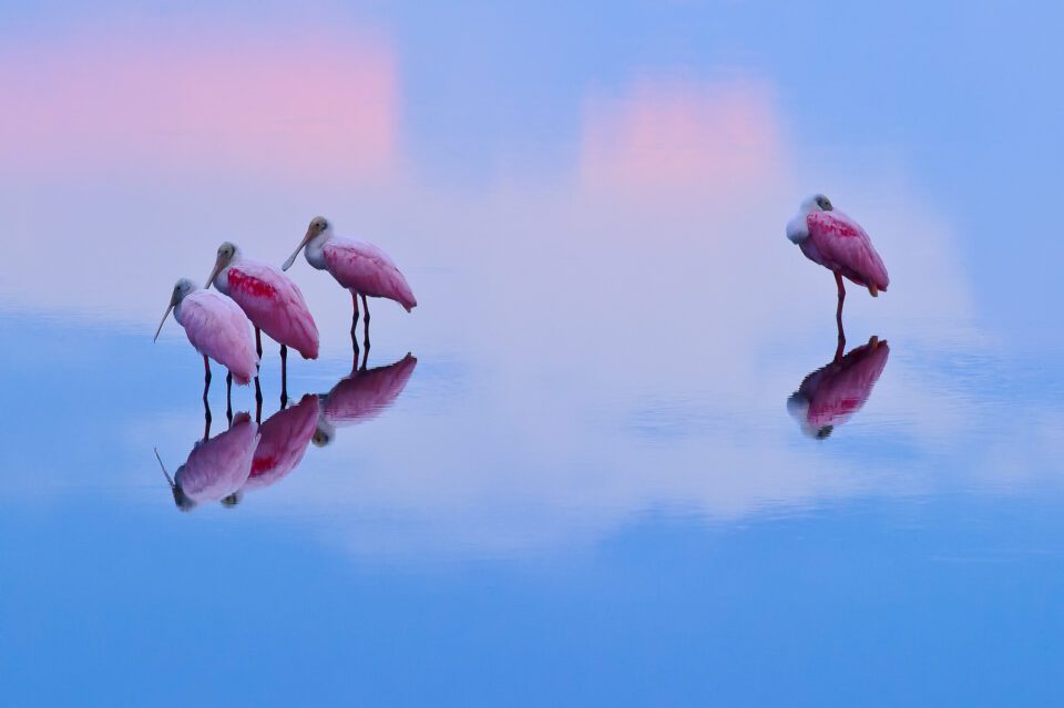 dit beeld van Roseate lepelaars bij zonsopgang werd vastgelegd in diafragma-prioriteitsmodus, maar Sluiterprioriteit zou in dit geval ook hebben gewerkt.